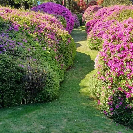 Luminoso Tra I Rami Del Di Como, Apartamento *